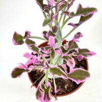 Vibrant houseplant in terracotta pot with green leaves edged in pink.