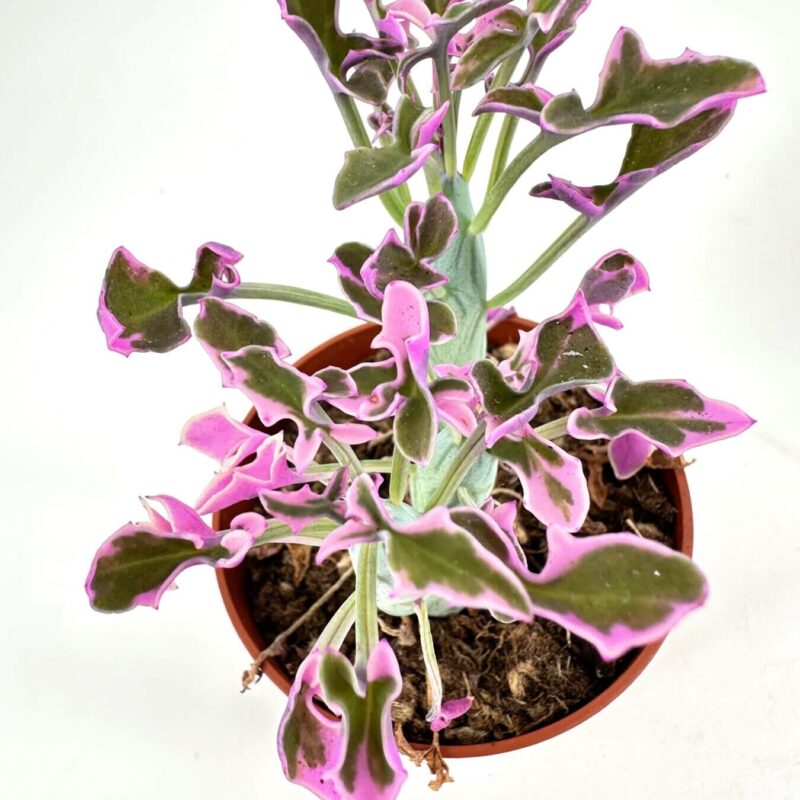 Vibrant Pink-Edged Green Houseplant in Terracotta Pot Vibrant houseplant in terracotta pot with green leaves edged in pink.