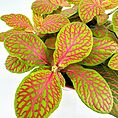 Vibrant green and pink plant with smooth leaves, lush arrangement, and developing buds.