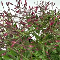 Dense green plant with burgundy-pink buds against white background.