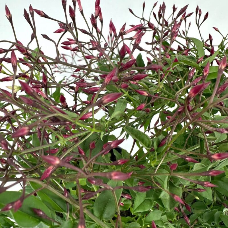 Budding Beauty: Lush Greenery with Burgundy-Pink Flowers Dense green plant with burgundy-pink buds against white background.