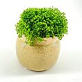 Lush green plant in speckled cream pot on white background, enhancing indoor décors vitality.