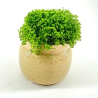 Lush green plant in speckled cream pot on white background, enhancing indoor décors vitality.