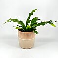 Vibrant green plant with wavy leaves in a stylish two-tone ceramic pot.