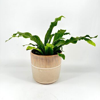 Vibrant green plant with wavy leaves in a stylish two-tone ceramic pot.