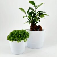 Potted plants on white background: lush greenery, vibrant leaves, minimalist aesthetic, nature connection.