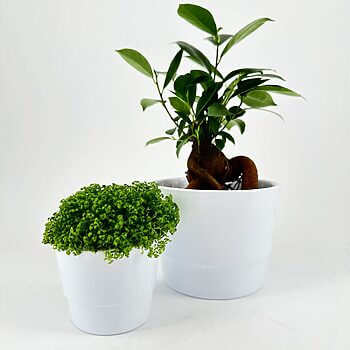 Potted plants on white background: lush greenery, vibrant leaves, minimalist aesthetic, nature connection.
