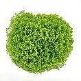 A spherical, verdant plant with dense, fern-like foliage against a stark white background.