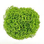Selaginella Apoda Wire Fern Spike Moss