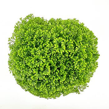 A spherical, verdant plant with dense, fern-like foliage against a stark white background.