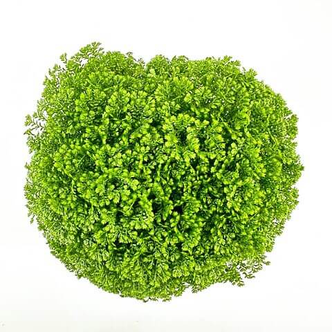 A spherical, verdant plant with dense, fern-like foliage against a stark white background.