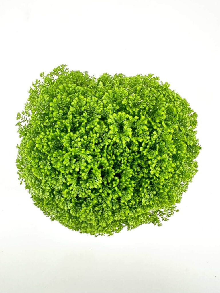 A spherical, verdant plant with dense, fern-like foliage against a stark white background.