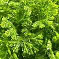 Vibrant green foliage with varied textures, glistening from moisture, showcasing natures diversity and beauty.