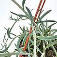 Potted plant with elongated green leaves in terracotta pot, supported by red stakes.