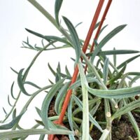 Potted plant with elongated green leaves in terracotta pot, supported by red stakes.