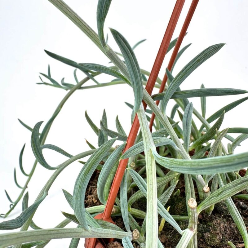 Elegant Greenery in Terracotta Pot with Red Supports Potted plant with elongated green leaves in terracotta pot, supported by red stakes.