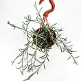 Hanging terracotta pot with green plant and orange hook on white background.