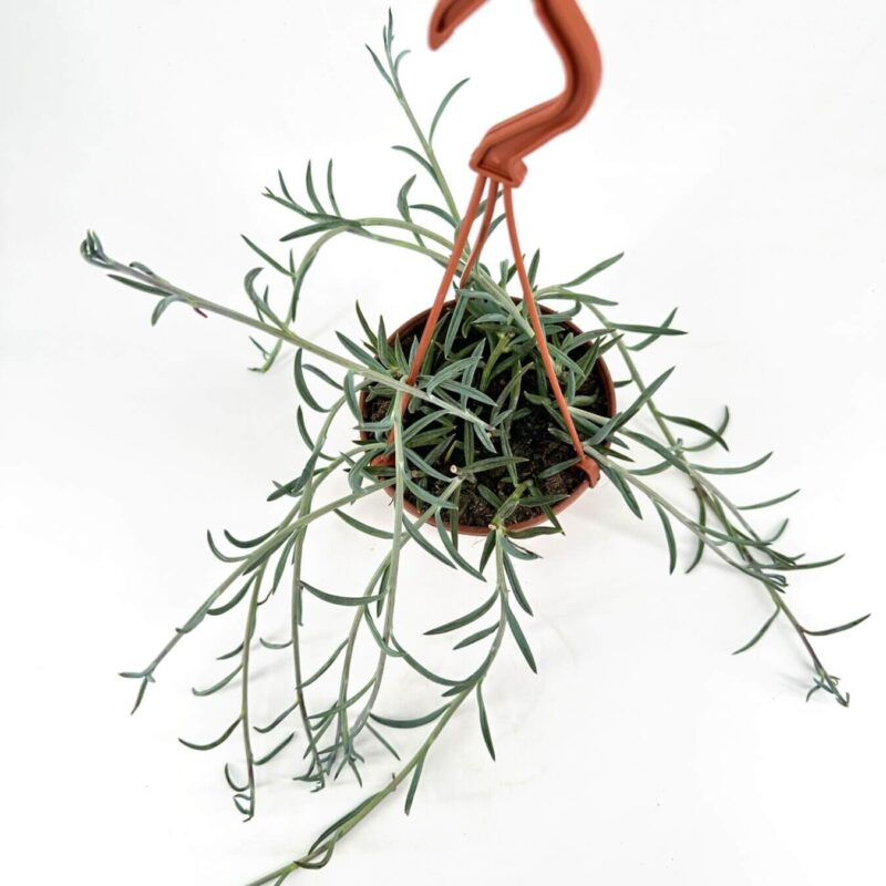 Terracotta Elegance: Hanging Plant with Orange Hook Hanging terracotta pot with green plant and orange hook on white background.