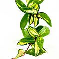 Variegated green plant with lush foliage and reddish stem on white background.