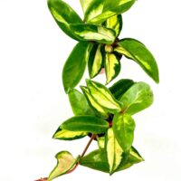 Variegated green plant with lush foliage and reddish stem on white background.