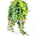 Lush hanging plant with green leaves and pink flowers, perfect for indoor decor.