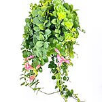 Pink Polka Aeschynanthus Pink Flowering Lipstick Plant