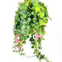 Lush hanging plant with green leaves and pink flowers, perfect for indoor decor.