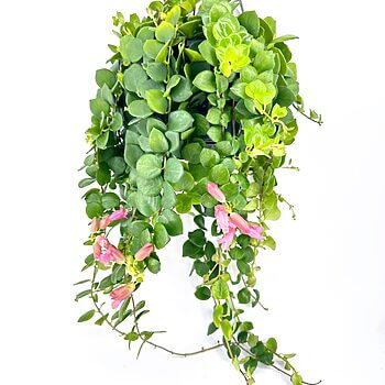 Lush hanging plant with green leaves and pink flowers, perfect for indoor decor.