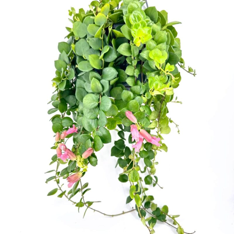 Lush hanging plant with green leaves and pink flowers, perfect for indoor decor.