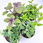 Organic Culinary Herb Selection