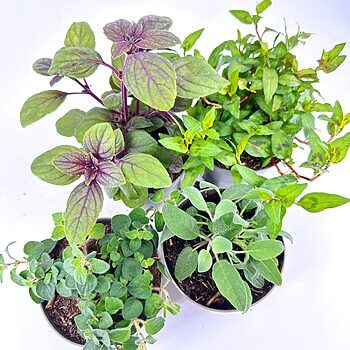 Vibrant potted plants display with diverse colours and textures on white background.