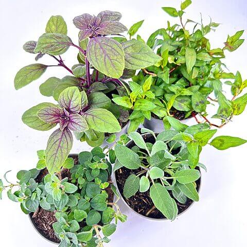 Vibrant potted plants display with diverse colours and textures on white background.