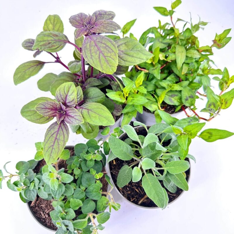 Vibrant potted plants display with diverse colours and textures on white background.