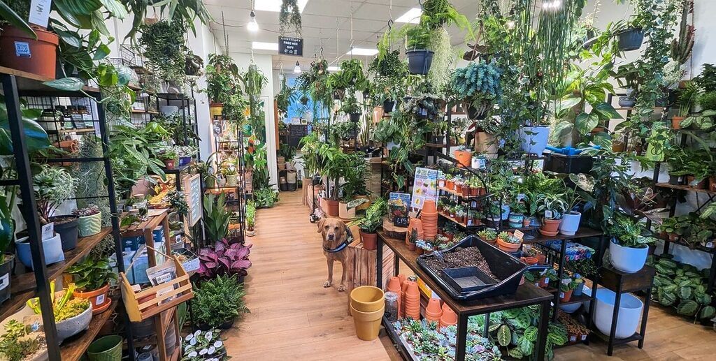 Indoor plant shop with greenery, cozy vibe, golden retriever, sunlight, gardening supplies, welcoming atmosphere.