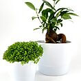 Indoor plants in glossy white pots showcasing vibrant green foliage and twisted trunk.