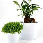 White Glazed Classic Planter Small