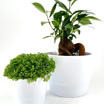 Indoor plants in glossy white pots showcasing vibrant green foliage and twisted trunk.