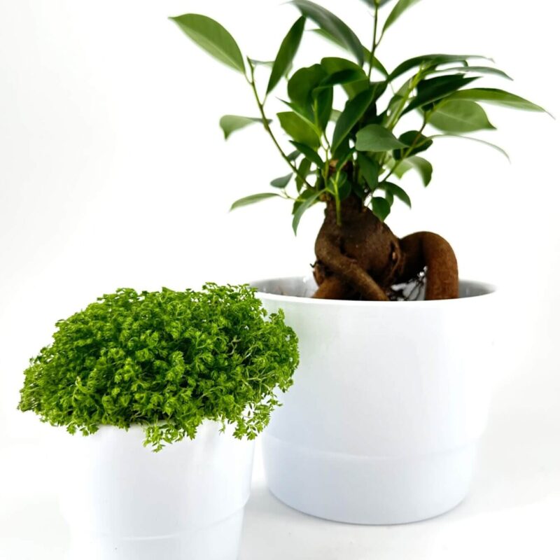 Indoor plants in glossy white pots showcasing vibrant green foliage and twisted trunk.