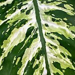 Dieffenbachia Seguine Reeva Dumb Cane