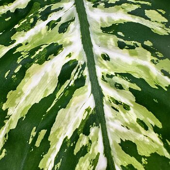 Close-up of vibrant green leaf with intricate veins and marbled white patterns.