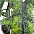 Close-up of a vibrant, textured green leaf with intricate veins and serrated edges.