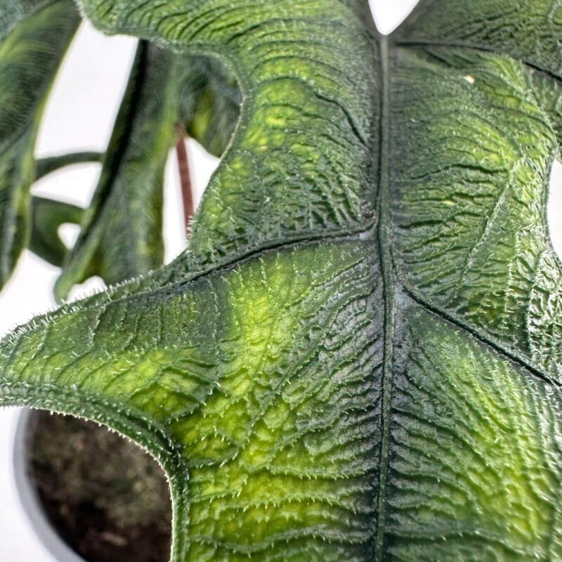 Tropical Leafs Intricate Green Beauty Unveiled Close-up of a vibrant, textured green leaf with intricate veins and serrated edges.