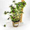 Vibrant potted clover plant with maroon-marked leaves in a brown pot near a ruler.