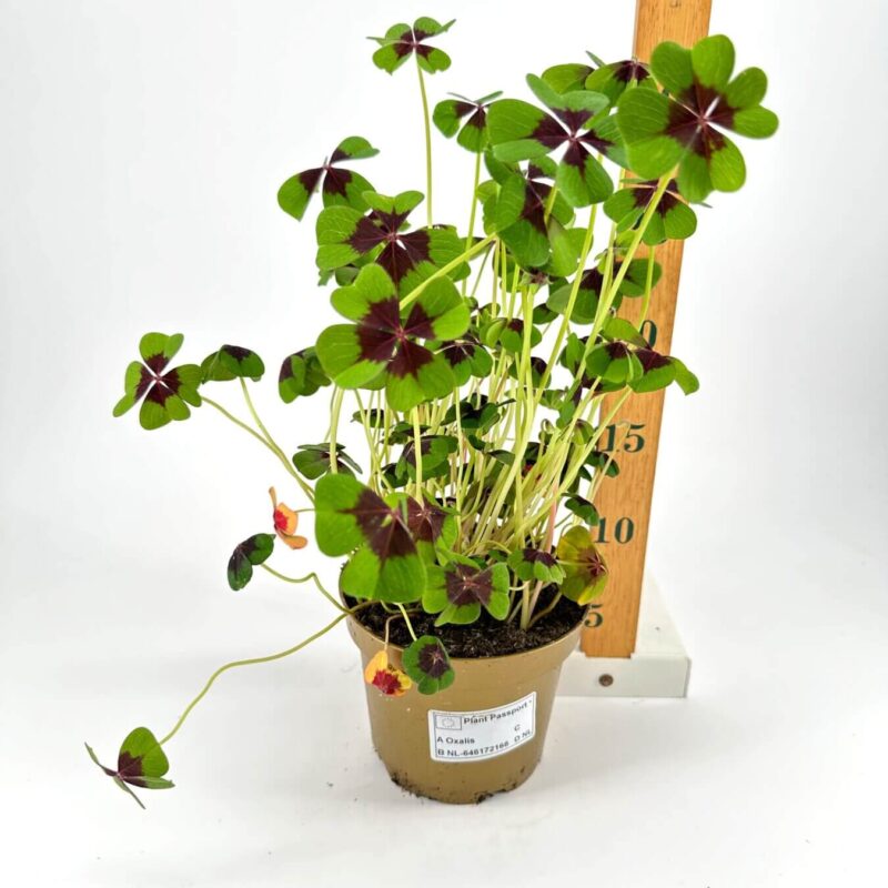 Lucky Clover with Maroon Leaves in Tall Pot Vibrant potted clover plant with maroon-marked leaves in a brown pot near a ruler.