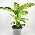 Vibrant dieffenbachia plant in a sleek gray pot with striking variegated leaves.