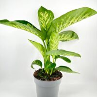 Vibrant dieffenbachia plant in a sleek gray pot with striking variegated leaves.