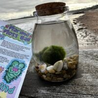 marimo-moss-ball-in-glass-jar-by-beach