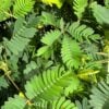 Mimosa Pudica Sensitive Plant