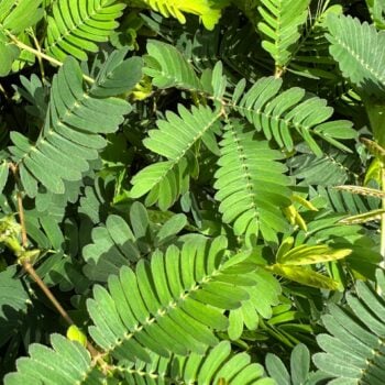 Close-up of vibrant green Mimosa leaves with sunlight and natural ecosystem.