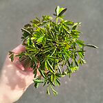 Mimosa Pudica Sensitive Plant